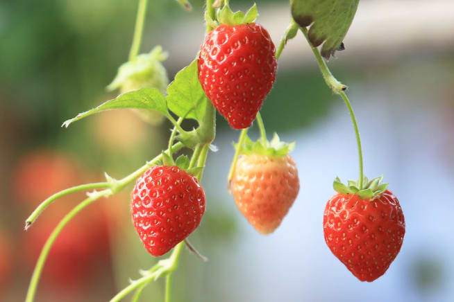 Close up of strawberries